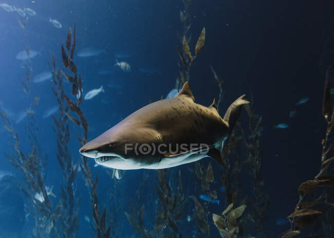 Велика чорна акула серед високозелених водоростей і зграй дрібних риб під блакитною водою — стокове фото