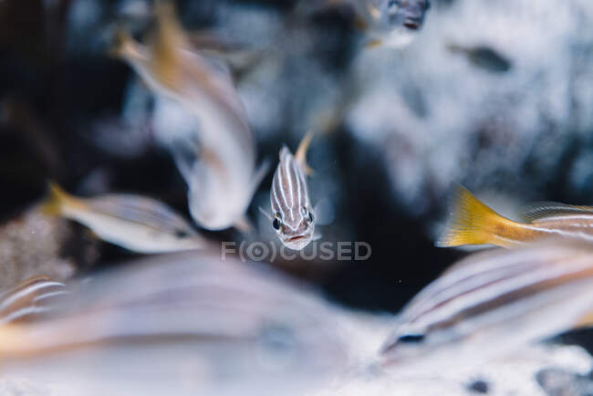 Мелкие полосатые рыбы с оранжевыми хвостами под чистой водой на размытом фоне — стоковое фото