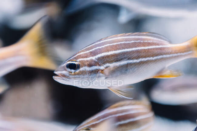 Pequenos peixes listrados com caudas de laranja sob água clara no fundo desfocado — Fotografia de Stock