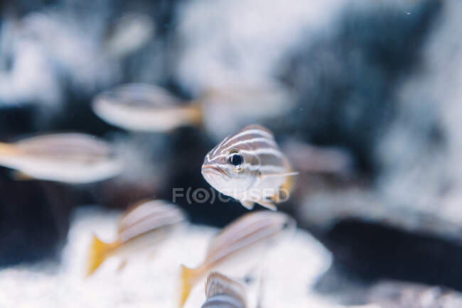 Small striped fishes with orange tails under clear water on blurred background — Stock Photo