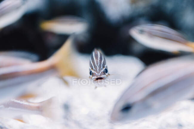 Pequenos peixes listrados com caudas de laranja sob água clara no fundo desfocado — Fotografia de Stock