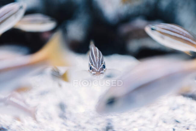 Small striped fishes with orange tails under clear water on blurred background — Stock Photo