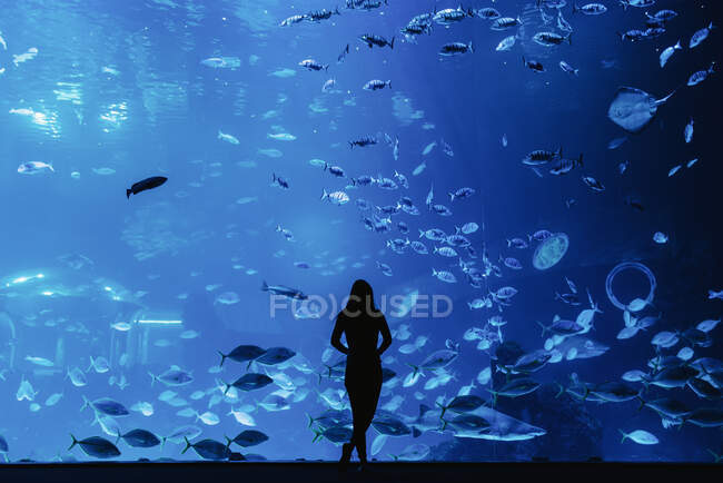 Вид сзади женского силуэта, смотрящего на рыб через стекло в современном океанариуме — стоковое фото