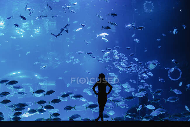 Вид ззаду жіночого силуету, який дивиться на риб через скло в сучасному океані — стокове фото