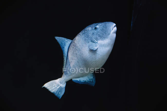 Велика риба з сірим розміром під морською водою на темному розмитому тлі в океанаріумі — стокове фото