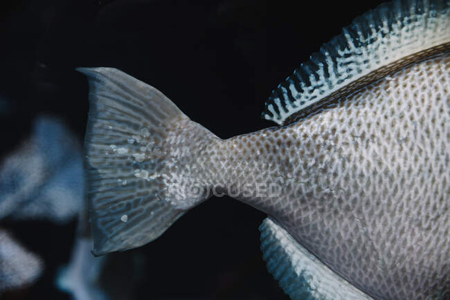 Großer Schwanz von Fischen mit heller Silberschuppe im blauen Wasser des Aquariums auf verschwommenem Hintergrund — Stockfoto