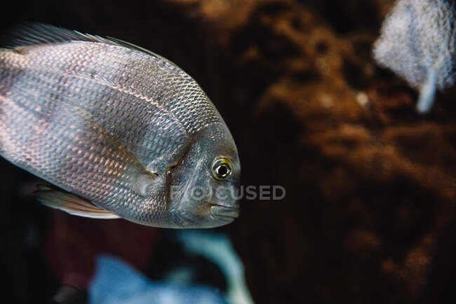 Big fish with grey scale under sea water on dark blurred background in oceanarium — Stock Photo
