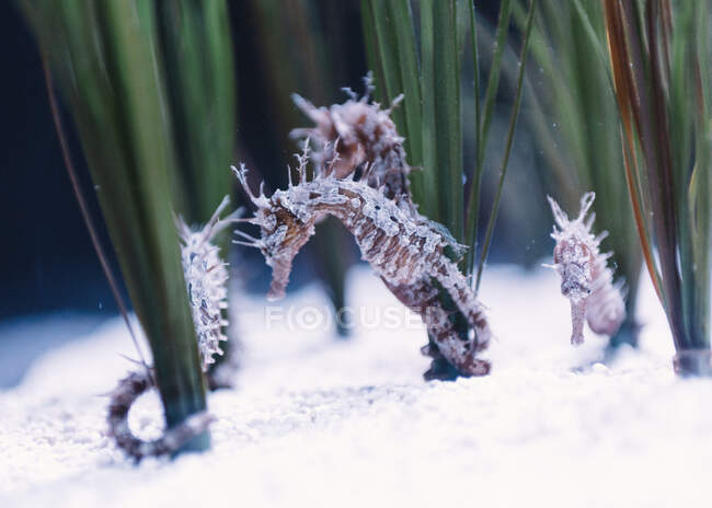 Petits hippocampes bruns et blancs près du fond de sable blanc parmi les algues vertes sur fond flou — Photo de stock