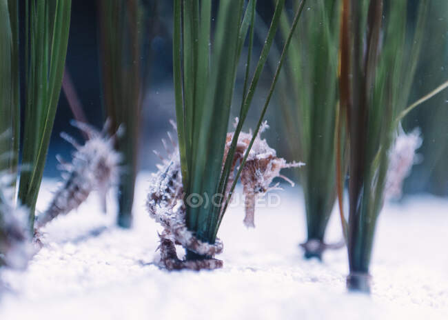 Kleine braune und weiße Seepferdchen in der Nähe des weißen Sandbodens zwischen grünen Algen auf verschwommenem Hintergrund — Stockfoto
