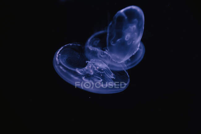 Tranquillo trasparente meduse blu sotto acqua turchese mare su sfondo sfocato — Foto stock
