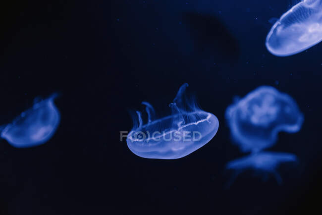 Спокойные прозрачные голубые медузы под морской бирюзовой водой на размытом фоне — стоковое фото