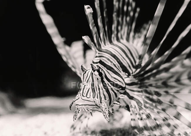 From above of black and white striped sea lionfish near bottom of aquarium on blurred background — Stock Photo