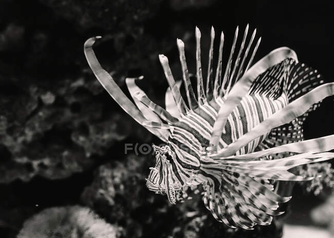 Зверху чорно-біла смугаста морська рибка біля дна акваріума на розмитому фоні — стокове фото
