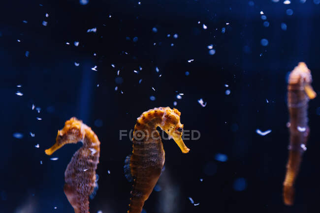 Vista laterale di bellissimi cavallucci marini arancioni esotici che galleggiano tra l'acqua blu scura su sfondo sfocato — Foto stock