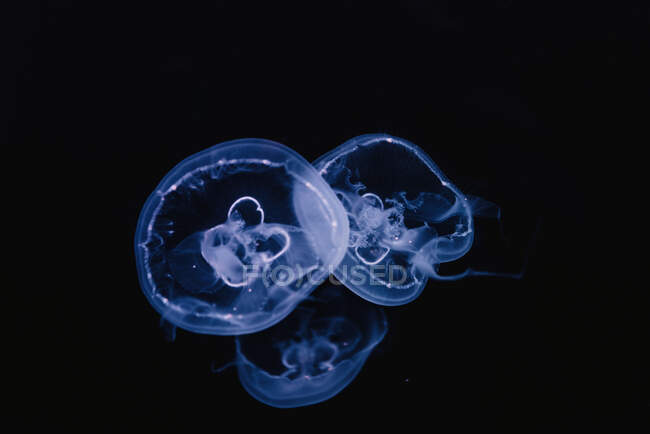 Tranquil transparente medusas azules bajo el agua de mar turquesa sobre fondo borroso - foto de stock
