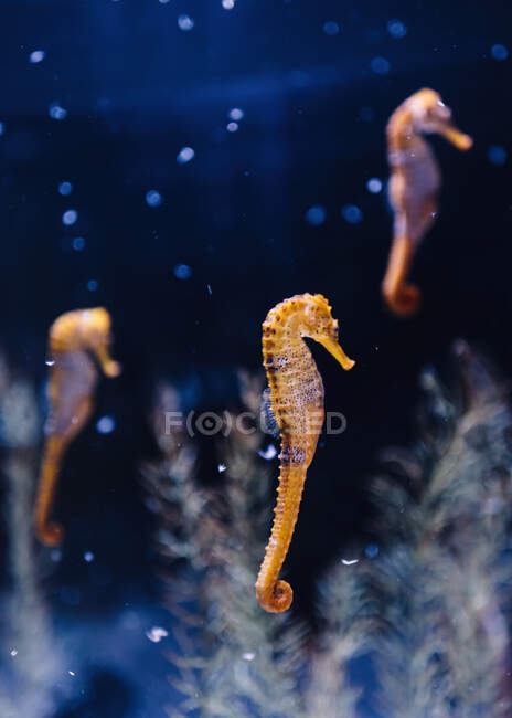 Seitenansicht des schönen orangefarbenen Seepferdchens, das zwischen blauem, dunklem Wasser auf verschwommenem Hintergrund schwimmt — Stockfoto