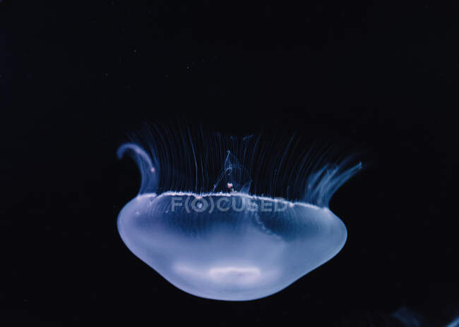 Tranquil transparent blue jellyfish under sea turquoise water on blurred background — Stock Photo