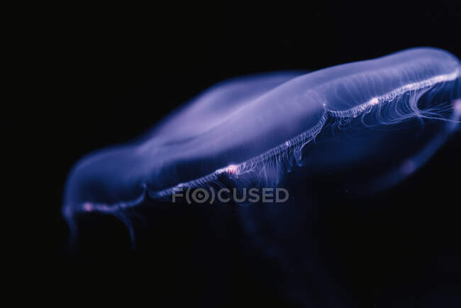 Спокійні блакитні медузи під морською бірюзовою водою на розмитому фоні. — стокове фото