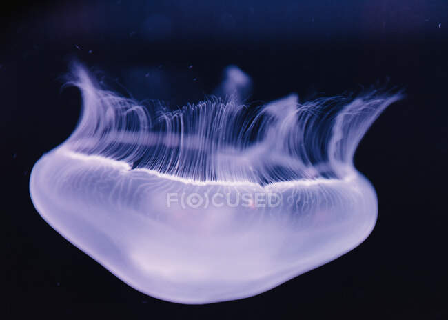 Tranquille méduses bleues transparentes sous l'eau turquoise de mer sur fond flou — Photo de stock