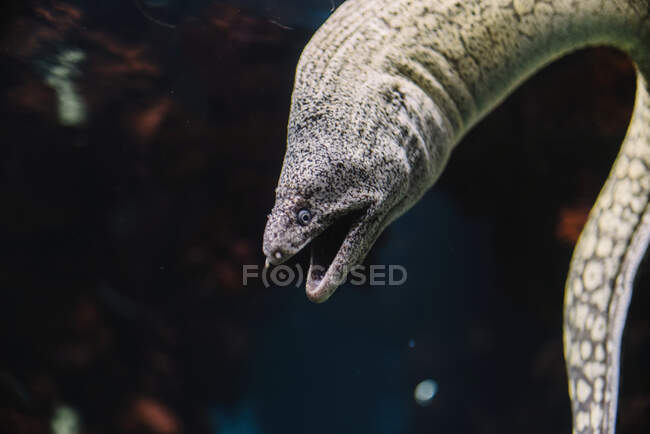 Vista lateral de la anguila morena gris bajo agua de mar oscura sobre fondo borroso - foto de stock