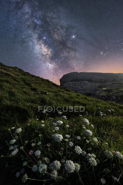 Fleurs de champ blanc et herbe verte sur la colline avec un ciel lumineux coloré avec la voie lactée sur le fond — Photo de stock