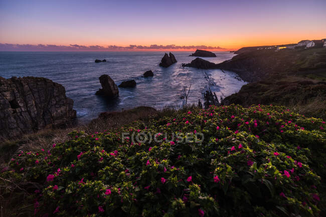 D'en haut merveilleux paysage de fleurs roses fleurissant sur le bord de mer rocheux de la Costa Brava — Photo de stock