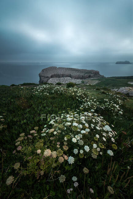 D'en haut merveilleux paysage de fleurs blanches fleurissant sur le bord de mer rocheux de la Costa Brava — Photo de stock