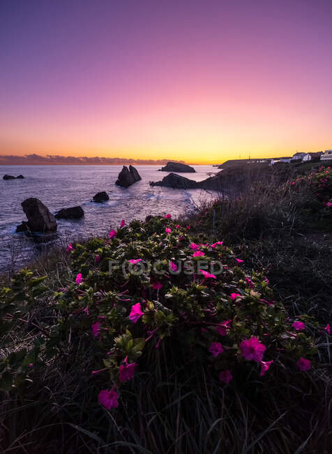Desde arriba maravilloso paisaje de flores rosadas floreciendo en la costa rocosa de la Costa Brava - foto de stock