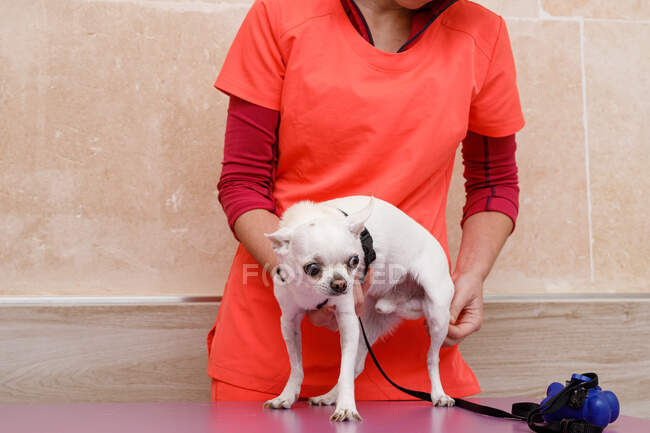 Anonymous doctor in orange uniform holding little white dog standing on table before medical expertise in vet clinic — Stock Photo