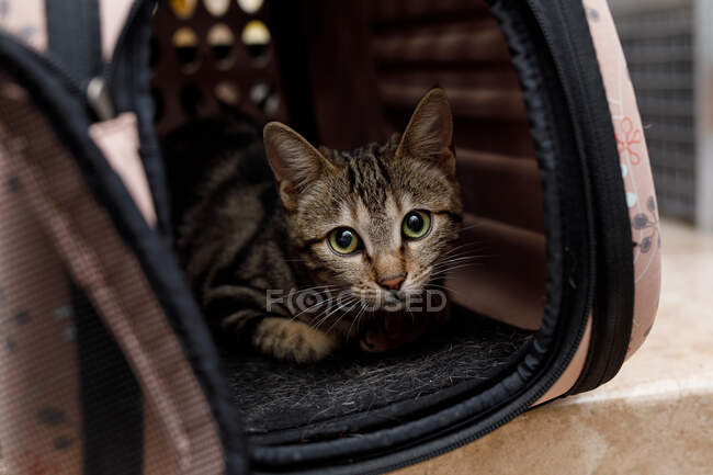Cute curious red and white cat in small pet carrier on table in vet modern clinic — Stock Photo
