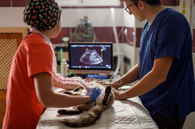 Vue latérale des médecins vétérinaires masculins et féminins en uniformes examinant le chat avec une échographie moderne dans une clinique vétérinaire — Photo de stock