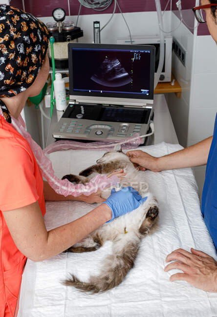 Vista lateral da cultura anônima médicos veterinários masculinos e femininos em uniformes examinando gato com ultra-som moderno na clínica veterinária — Fotografia de Stock