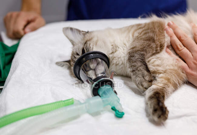 Зверху невідомі руки людини торкаються спокійної кішки, що лежить на столі з анестетичним апаратом на дулі в сучасній ветеринарній клініці — стокове фото