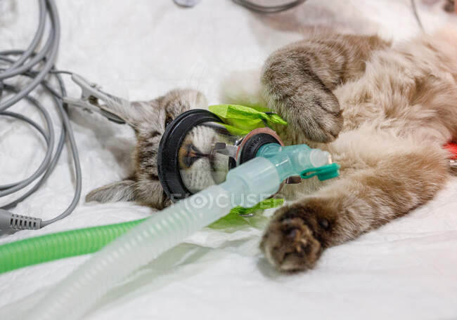 Згорі спокійної білої кішки, що лежить на столі з анестезійним апаратом на морді в сучасній ветеринарній клініці. — стокове фото