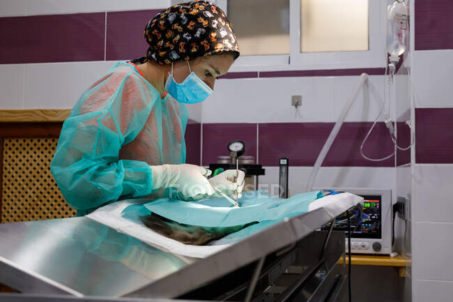 Side view of female veterinarian in uniform and gloves using tools and performing surgery on animal in modern clinic — Stock Photo