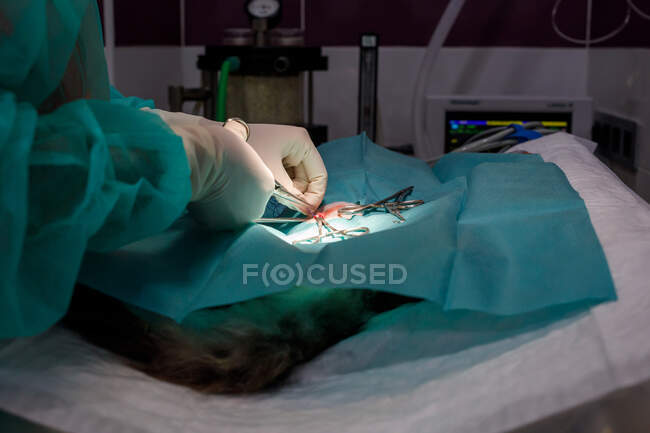 Побочный обзор неузнаваемого ветеринара в форме и перчатках с использованием инструментов и проведения операции на животных в современной клинике — стоковое фото