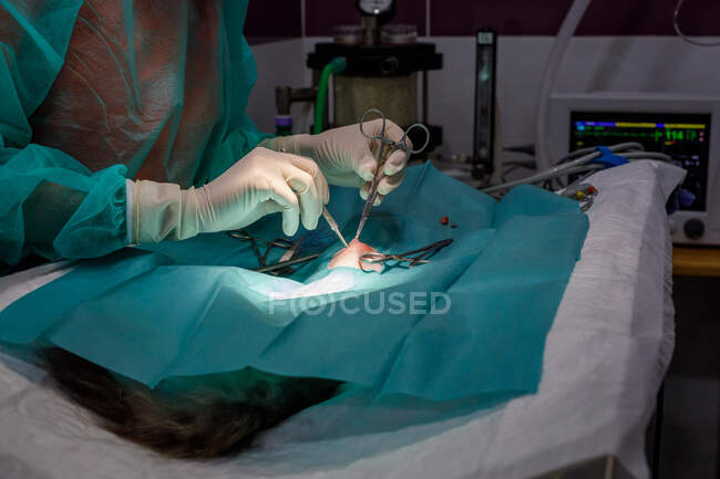Vista lateral de veterinario irreconocible en uniforme y guantes usando herramientas y realizar cirugía en animal en clínica moderna - foto de stock