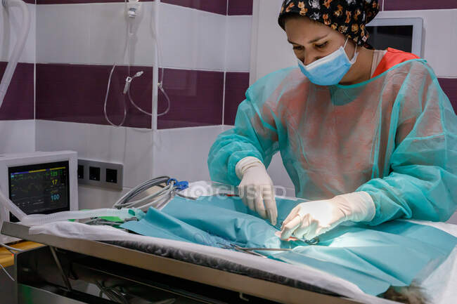 Vista lateral del veterinario femenino en uniforme y guantes usando herramientas y realizando cirugía en animal en clínica moderna - foto de stock