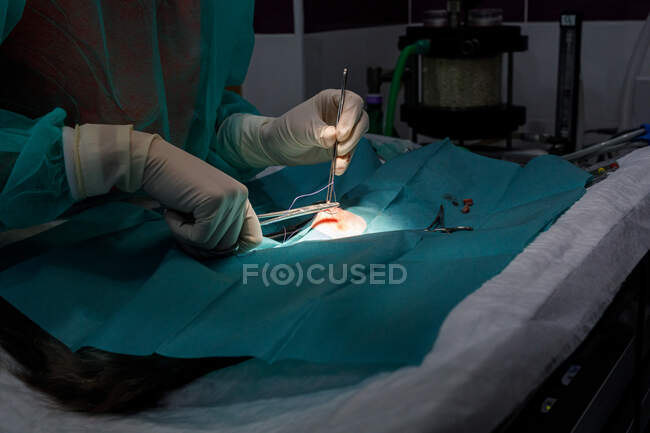 Vista lateral de veterinario irreconocible en uniforme y guantes usando herramientas y realizar cirugía en animal en clínica moderna - foto de stock