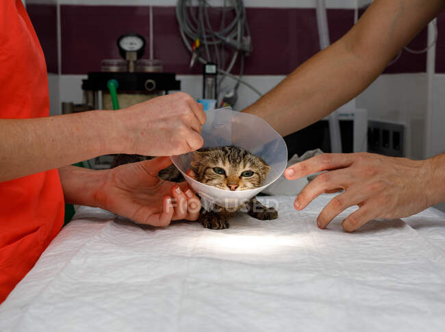 Vista lateral de personas irreconocibles sosteniendo manos lindo gato con collar veterinario en clínica veterinaria moderna - foto de stock