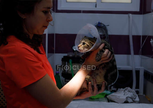 Vista laterale della donna in t shirt arancione con carino gatto con colletto veterinario nella moderna clinica veterinaria — Foto stock