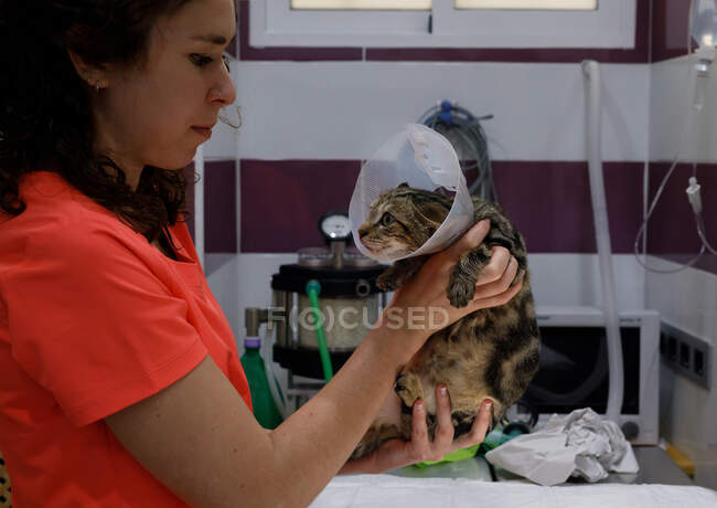 Вид збоку жінки в помаранчевій сорочці, що тримає милого кота з ветеринарним коміром у сучасній ветеринарній клініці — стокове фото