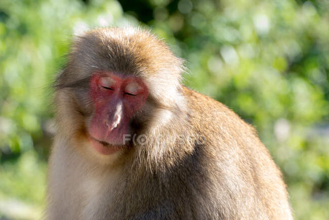 Macaco japonês engraçado com os olhos fechados sentado contra plantas verdes desfocadas no dia ensolarado no zoológico — Fotografia de Stock