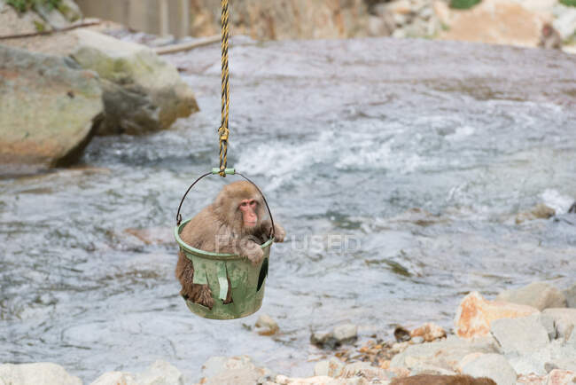 Lindo pequeño macaco japonés sentado en un viejo cubo colgando sobre el río con la orilla rocosa en el zoológico - foto de stock