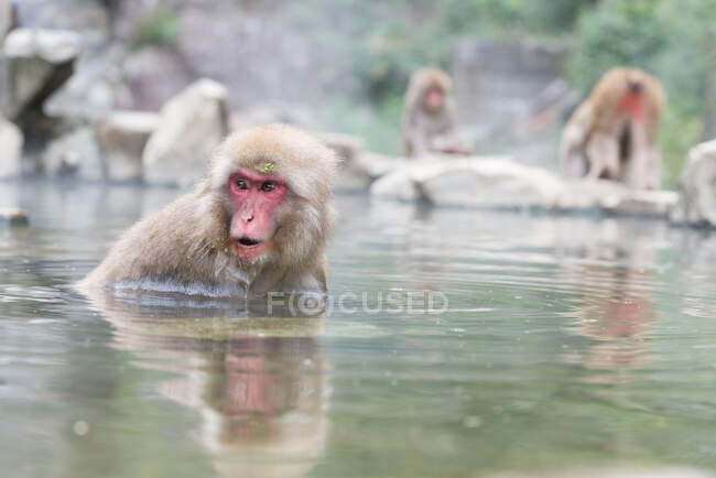 Niedlicher Affe badet im Teich — Stockfoto