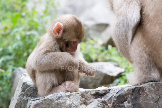 Niedlicher Affe sitzt auf Stein im Teich — Stockfoto