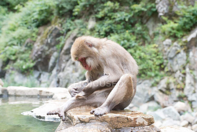 Милая обезьяна принимает ванну в пруду — стоковое фото