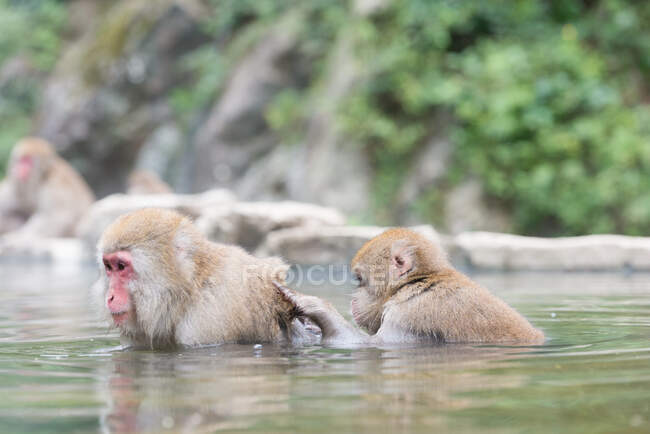 Vista laterale dei macachi giapponesi che si rilassano e fanno il bagno in acqua di sorgente durante la giornata estiva — Foto stock