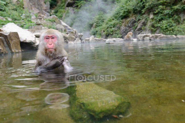 Cute monkey taking bath in pond — Stock Photo