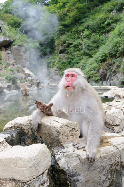 Cute monkey sitting on stone in pond — Stock Photo